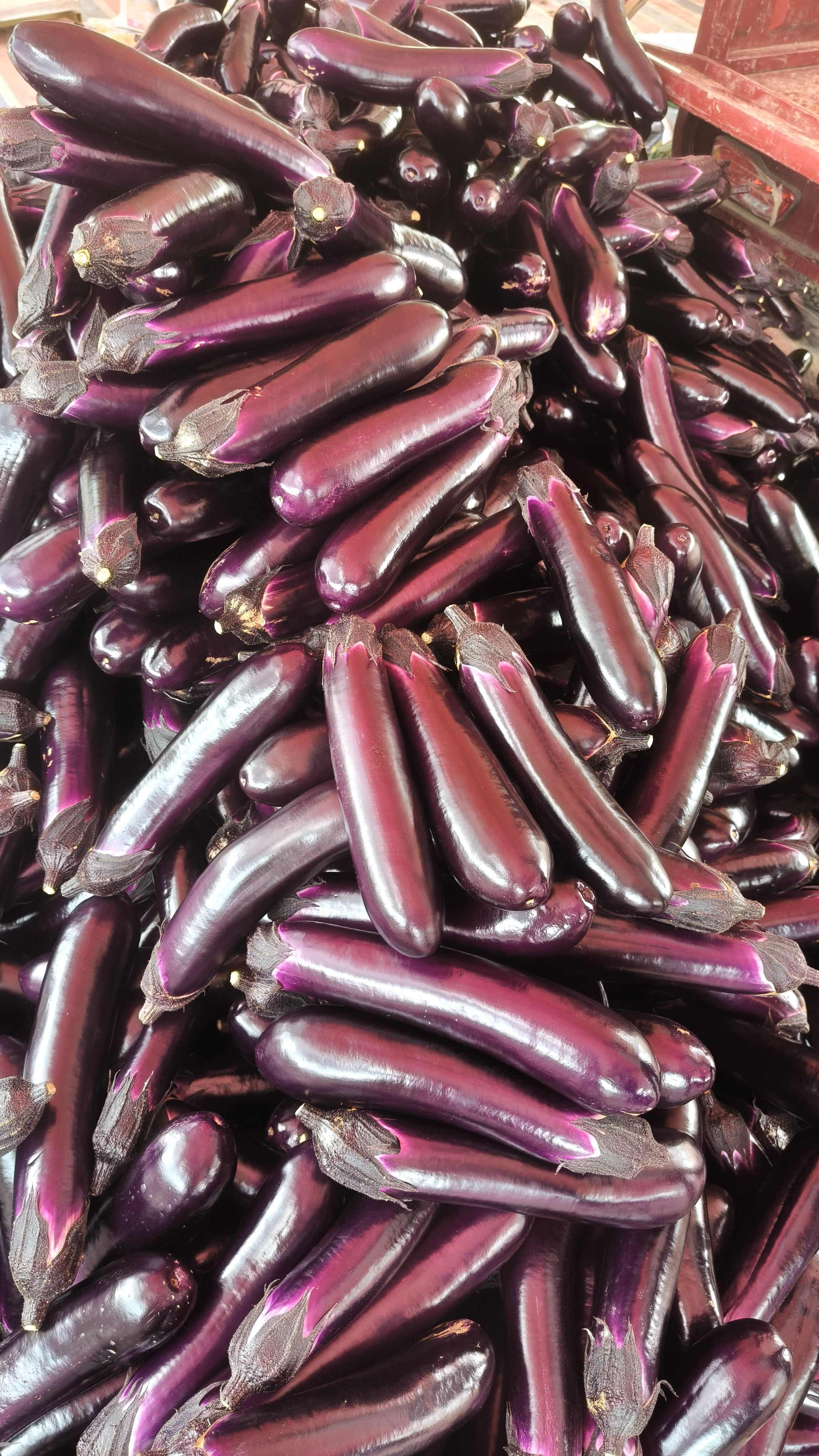 茄子，燒烤茄，紫長(zhǎng)茄，長(zhǎng)茄、現(xiàn)摘現(xiàn)發(fā)、產(chǎn)地直供，歡迎采購(gòu)!
