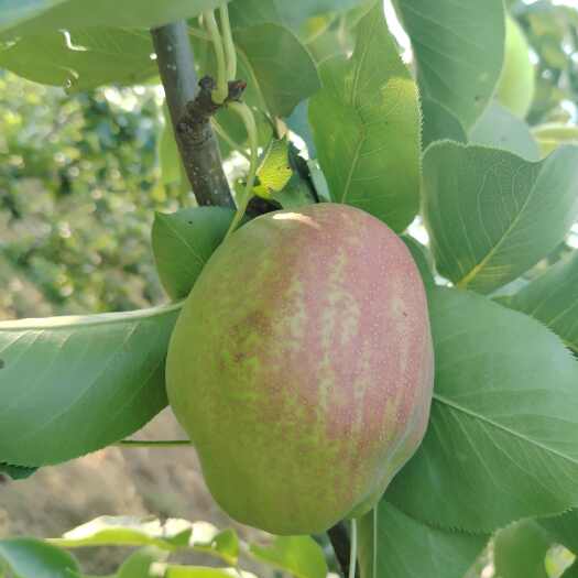 阳信县自家种植新梨七号
