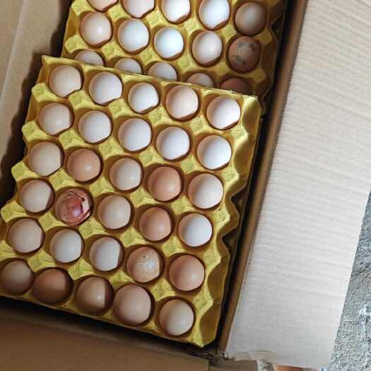 土鸡蛋粉壳蛋，有少量绿壳480枚装（包邮）
