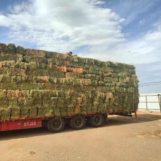 玉门市二茬苜蓿草 甘肃玉门胜陇源草业 二茬苜蓿草刚刚上市