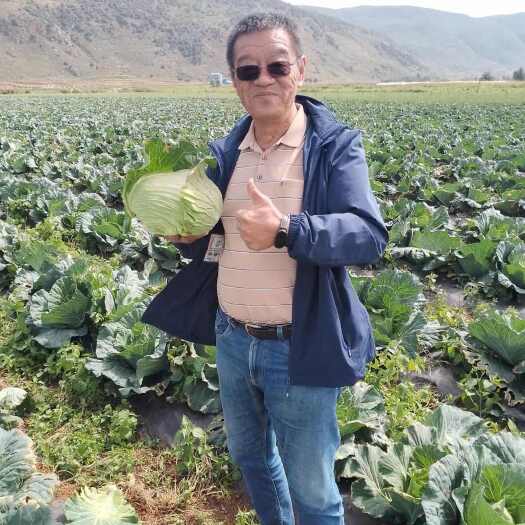 陆良县初秋（又称高丽包菜）:甜、脆、软，品质上乘