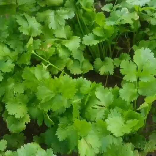 赫章县贵州毕节赫章香菜 新鲜叶菜类蔬菜 直供产地