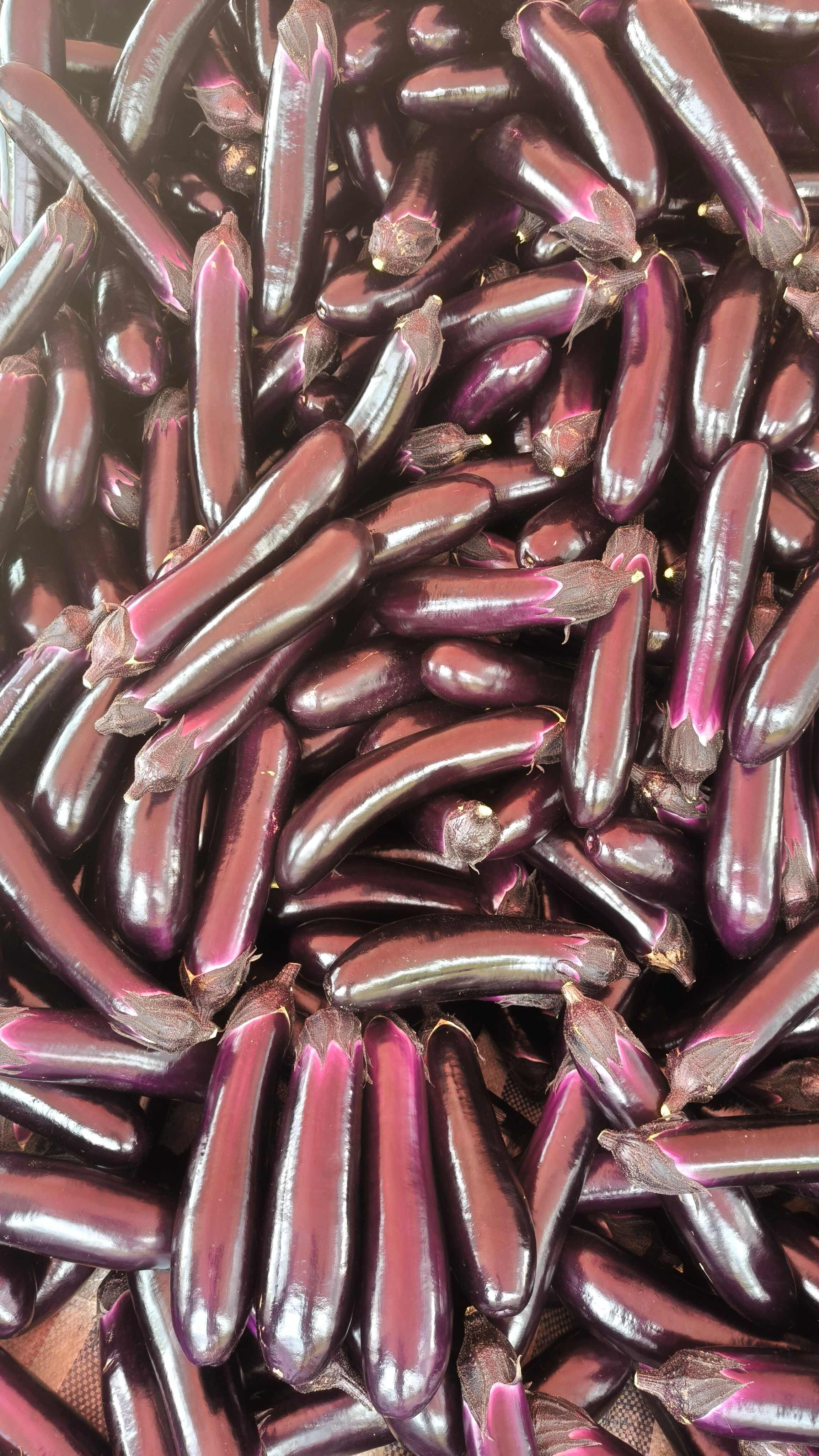 茄子，燒烤茄，紫長(zhǎng)茄，長(zhǎng)茄、現(xiàn)摘現(xiàn)發(fā)、產(chǎn)地直供，歡迎采購(gòu)!
