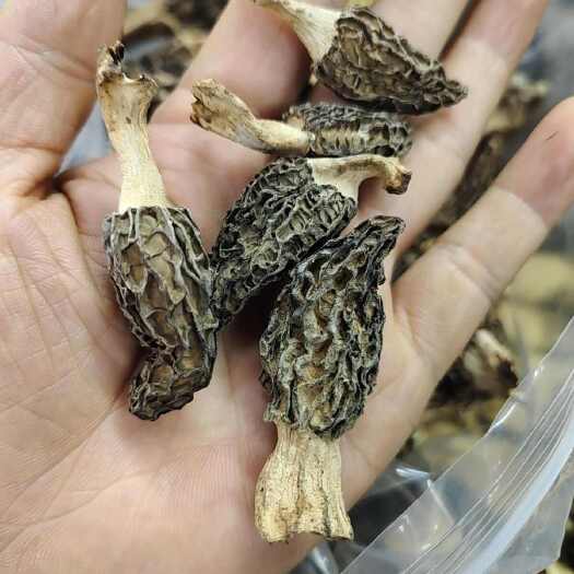 成都野生羊肚菌大货批发零售煲汤