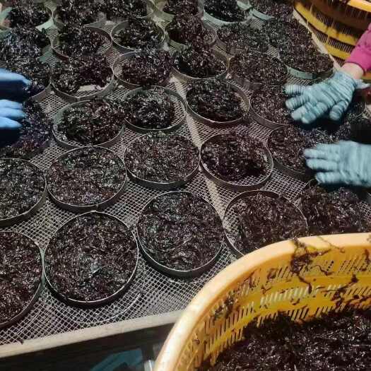 漳州龙海头水紫菜