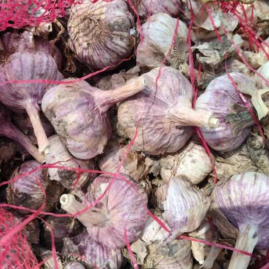 邳州市原产地直发新干蒜原皮紫皮蒜大量有货自家种植六公分偏多