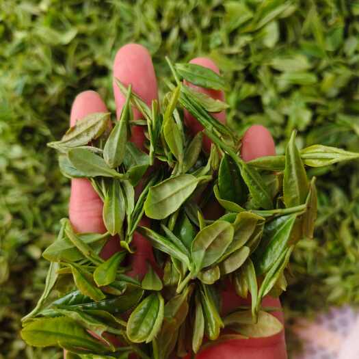 光山县纯野生的茶叶，户外人工采摘，冲泡5-6次左右。特别耐泡。