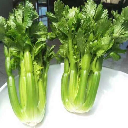 郴州水果青芹菜