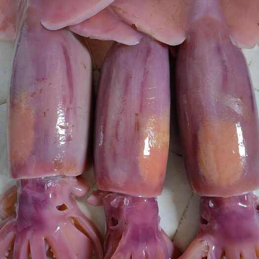 重庆合川整只鱿鱼新鲜水产软体类食材批发厂家直销