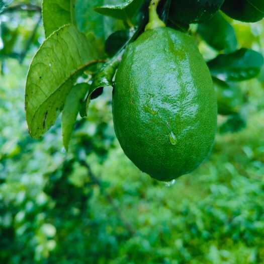 龙门县广东香水柠檬无籽或少籽手打柠檬茶，奶茶专用。