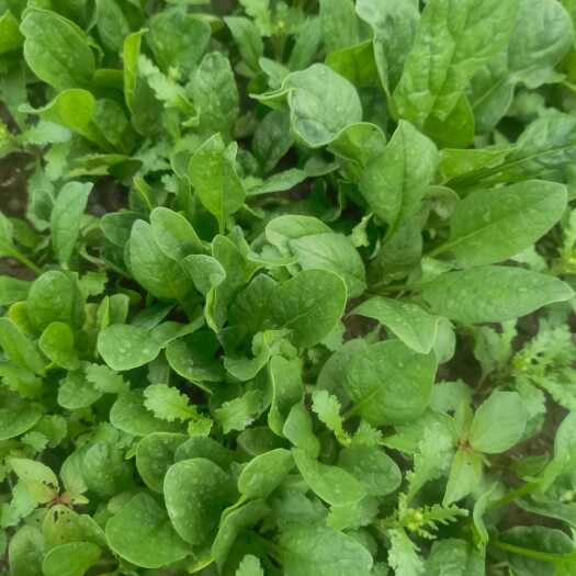 赫章县贵州赫章新鲜菠菜 直供叶菜类蔬菜 批发采购优选