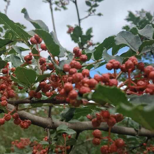 西和县陇南油花椒