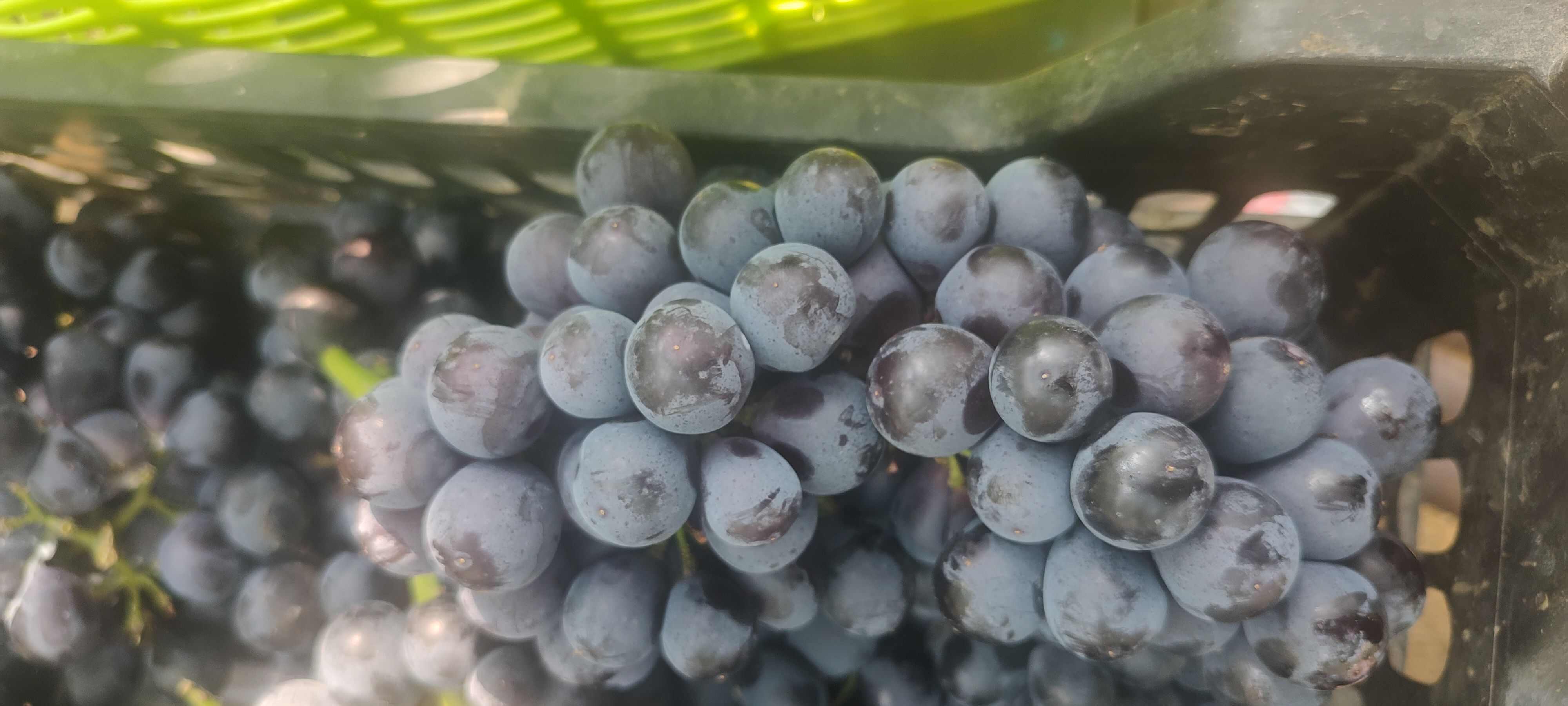 夏黑葡萄、碧香无核葡萄