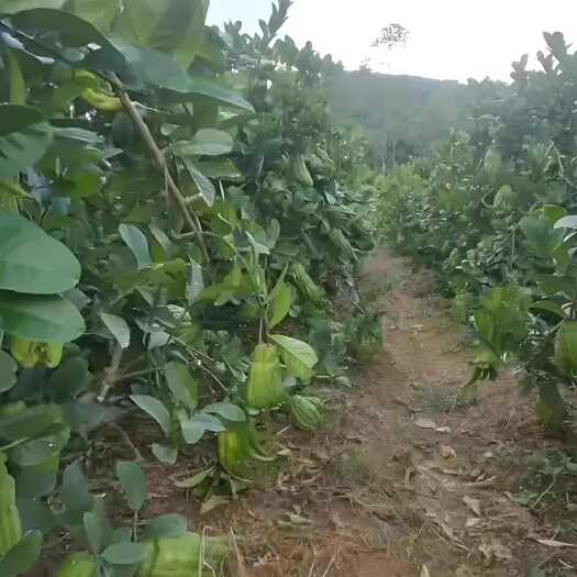 石棉县川佛手柑鲜果，观赏果，干片产地直发