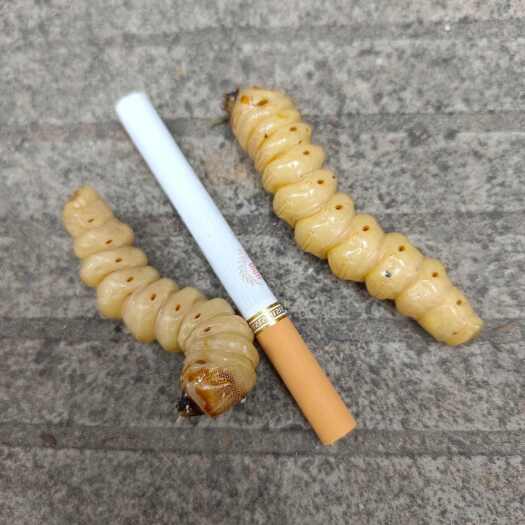 永福县斗米虫