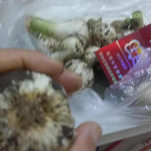 白城青蒜头