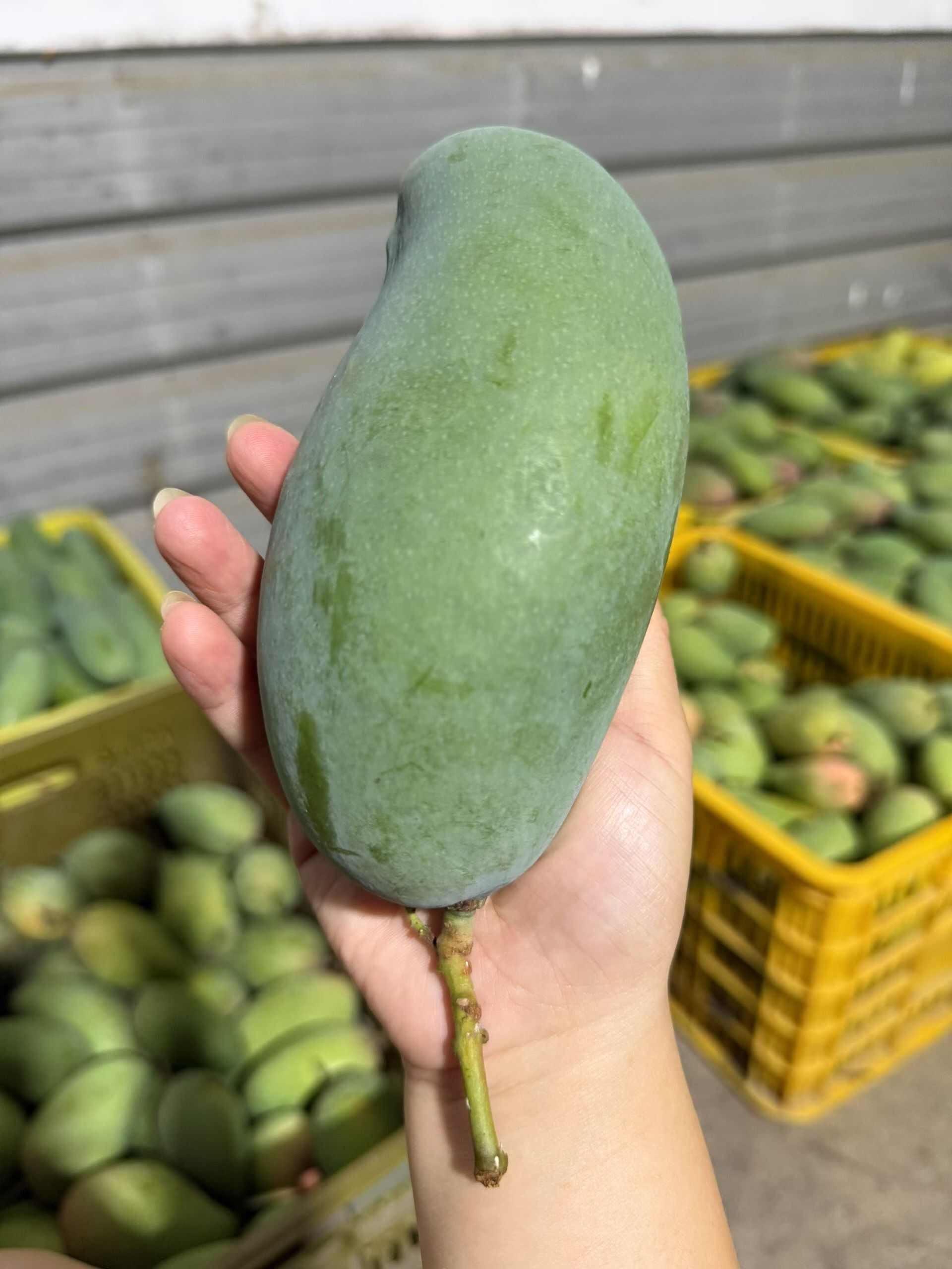 广西百色特产桂七芒果香芒精品大果当季现摘新鲜水果