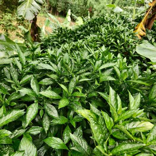 云南金平南板蓝根中药材源头直供 根茎类药材批发