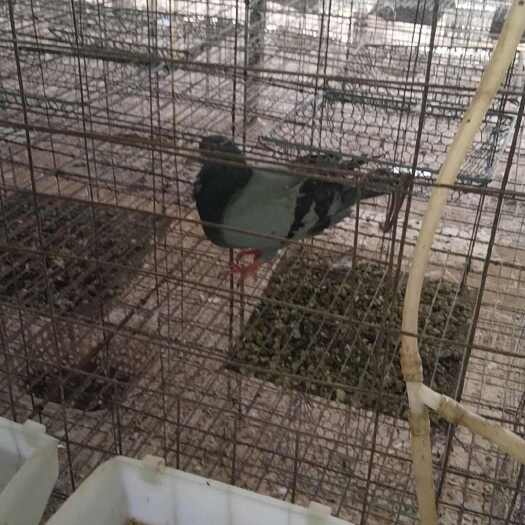 鄱阳县鸽子批发