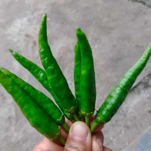 龙山县辣椒