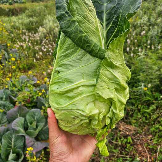 昭通大凉山牛心甘蓝农药零残冷凉蔬菜