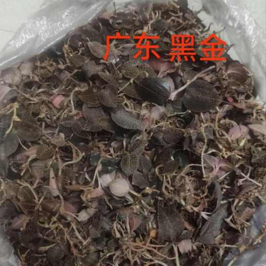 阳春市广东靓小叶金线莲(大量供货)