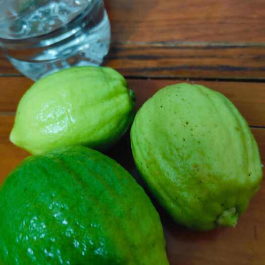 龙门县广东香水柠檬二级电商专用果，奶茶店手打柠檬