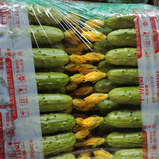 昌黎县精品旱黄瓜
