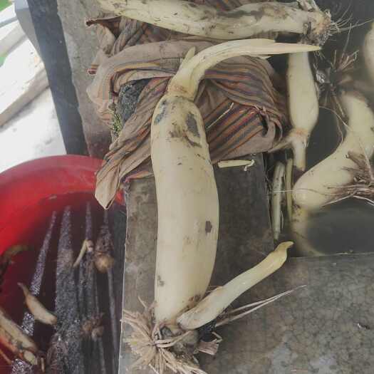 马踏湖白莲藕水果藕基地支持全国冷链发货