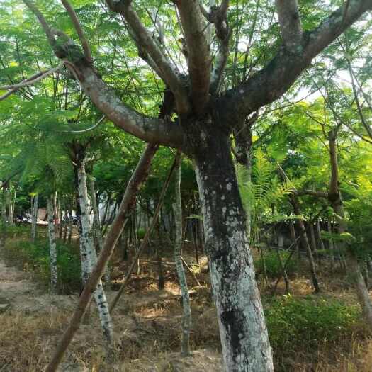 厦门蓝花楹，批发，大优惠200颗，10年树龄 生长状态很好