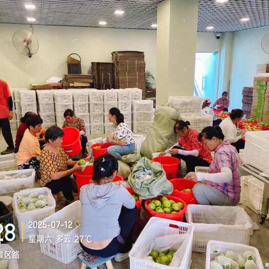 枣阳市2025新鲜上市翠冠梨可分级