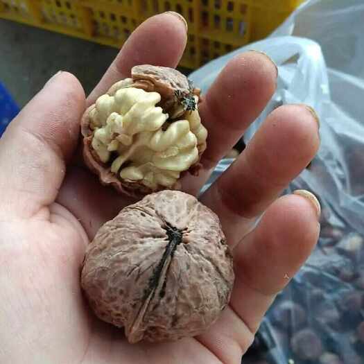 大姚县云南青皮核桃 干果坚果 农副加工品