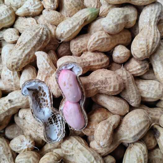 鲜花生 鲜货 带壳花生