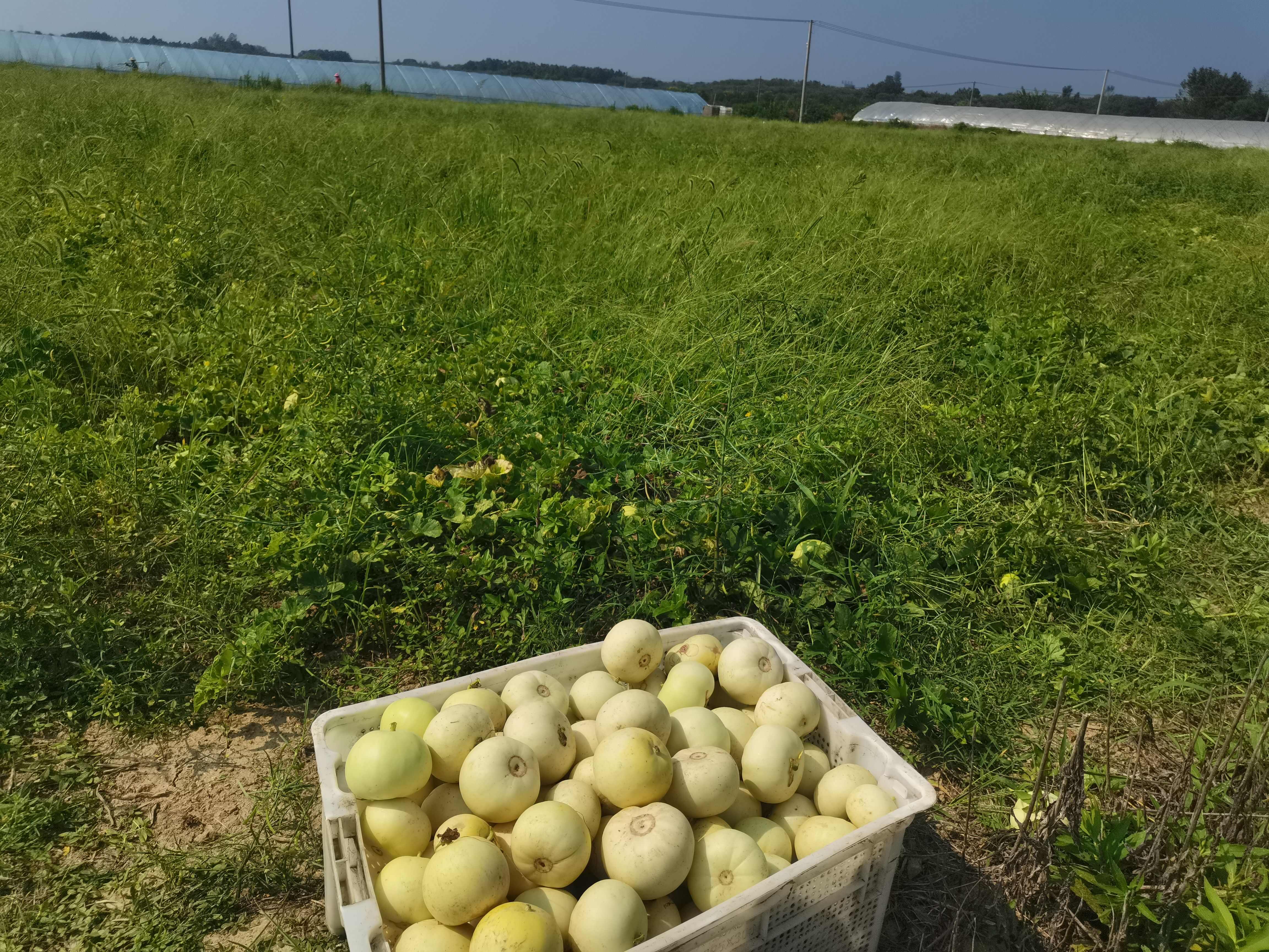 江苏溧阳天目湖美浓甜宝