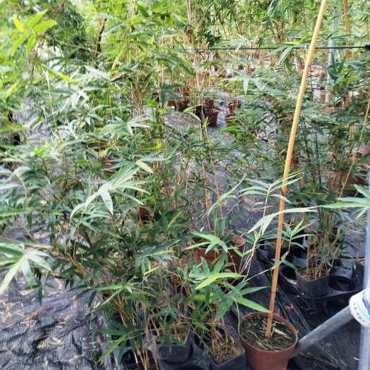 盆景竹，观赏竹，长寿竹