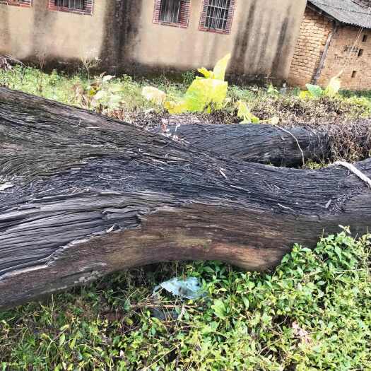 南靖县福建南靖奇楠沉香树，优质乔木沉香木。