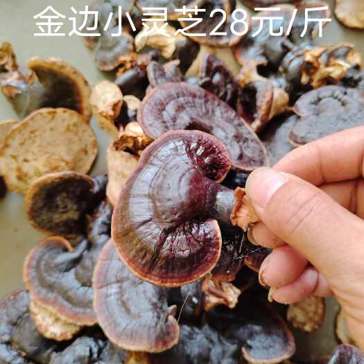寻乌县小金边 紫灵芝不苦小金边灵芝产地直发价格实惠 林下种植不打药