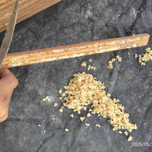 兴安县优质黑水虻卵，黑水虻虫卵，动物蛋白虫，厨余垃圾处理蛋白虫批发
