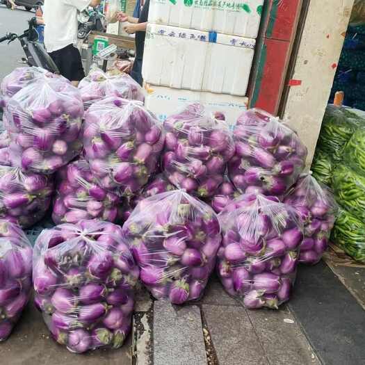 南昌茄子种植户