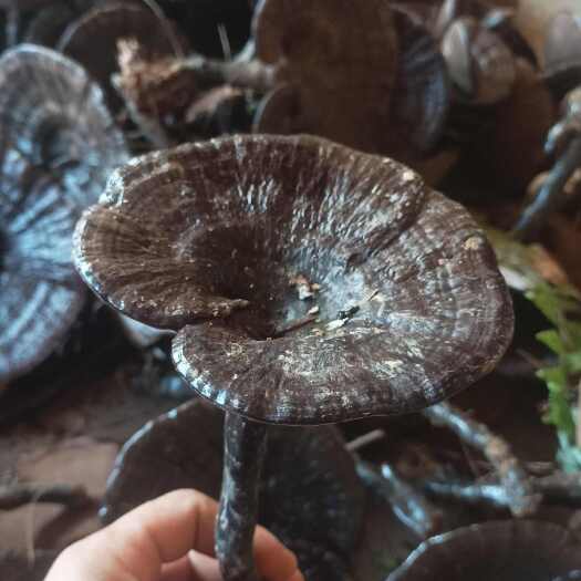 黎平县灵芝