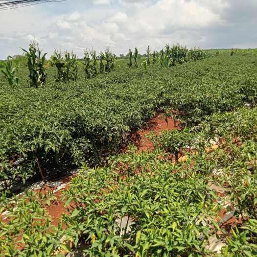砚山县产地直销新鲜朝天椒