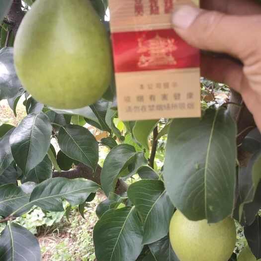 汉川市鄂梨2号，口感好，水分足，无渣