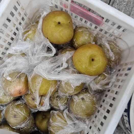 重庆市黄瓜山梨，黄花梨