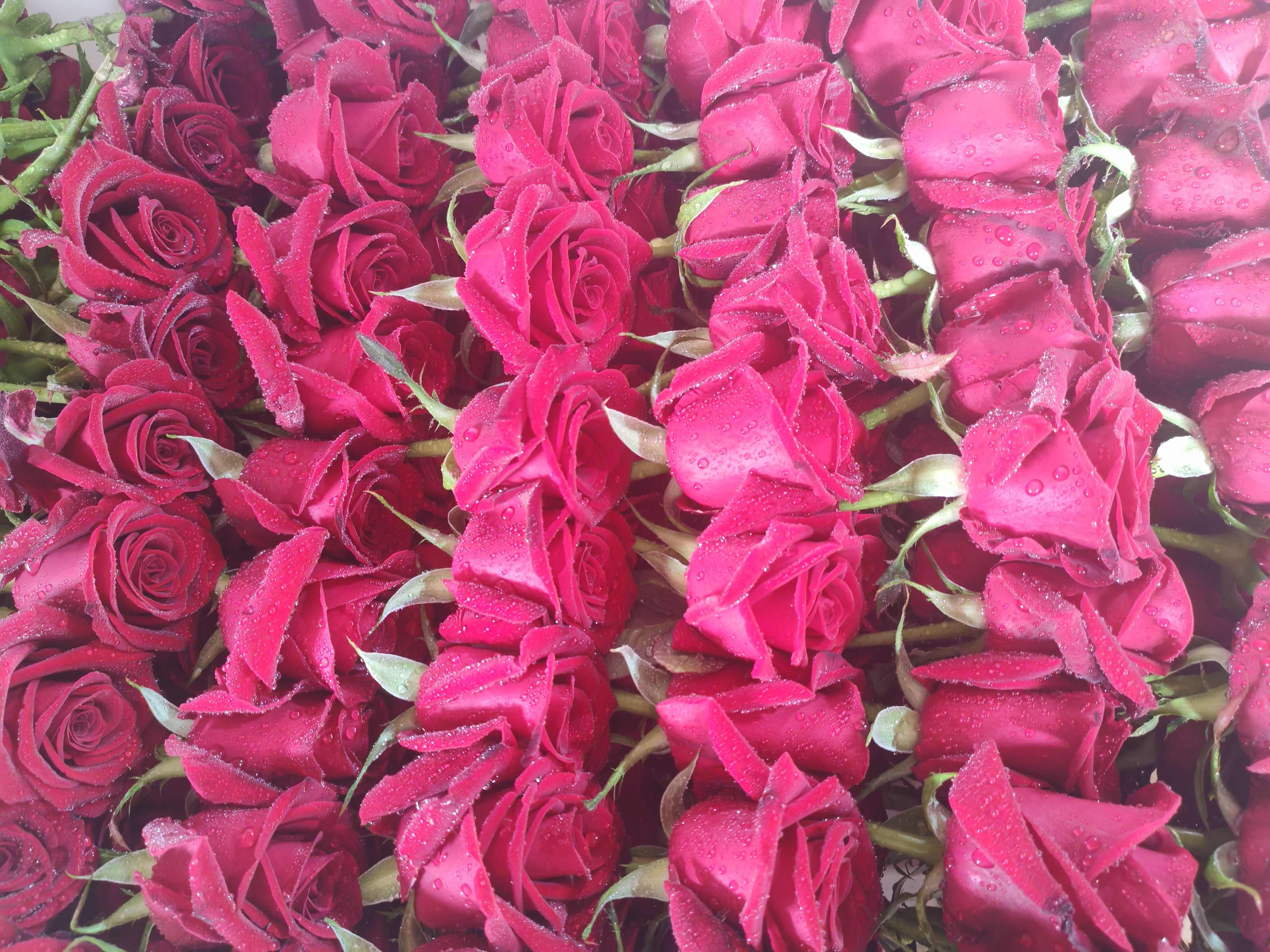 玫瑰花