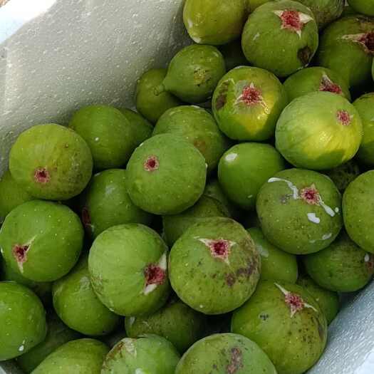 荣成市威海青皮无花果 齁甜 汁水丰富 自家果园种植，纯绿色肥料灌溉