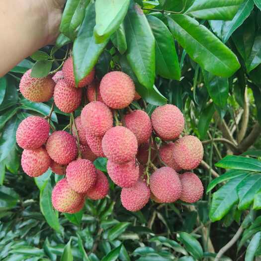 合江县大红袍荔枝