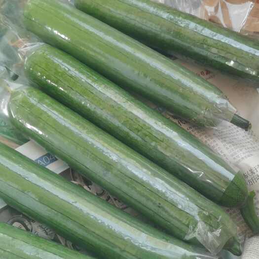博爱县河南丝瓜，肉丝瓜，规模种植，价格低。视频看货，线上保障交易