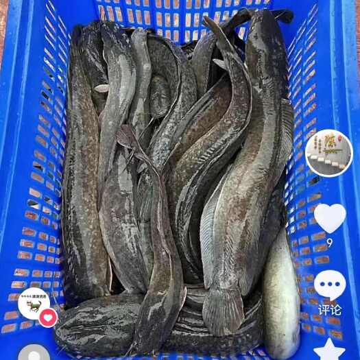 百色水产