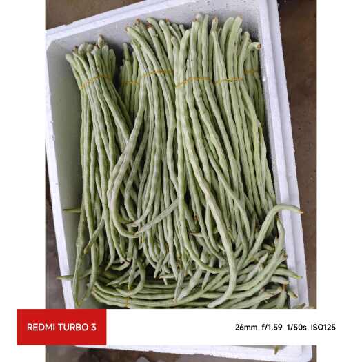 横州市白豆角，甜豆角上市了