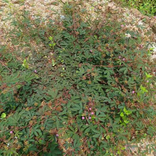 清远含羞草（干品）